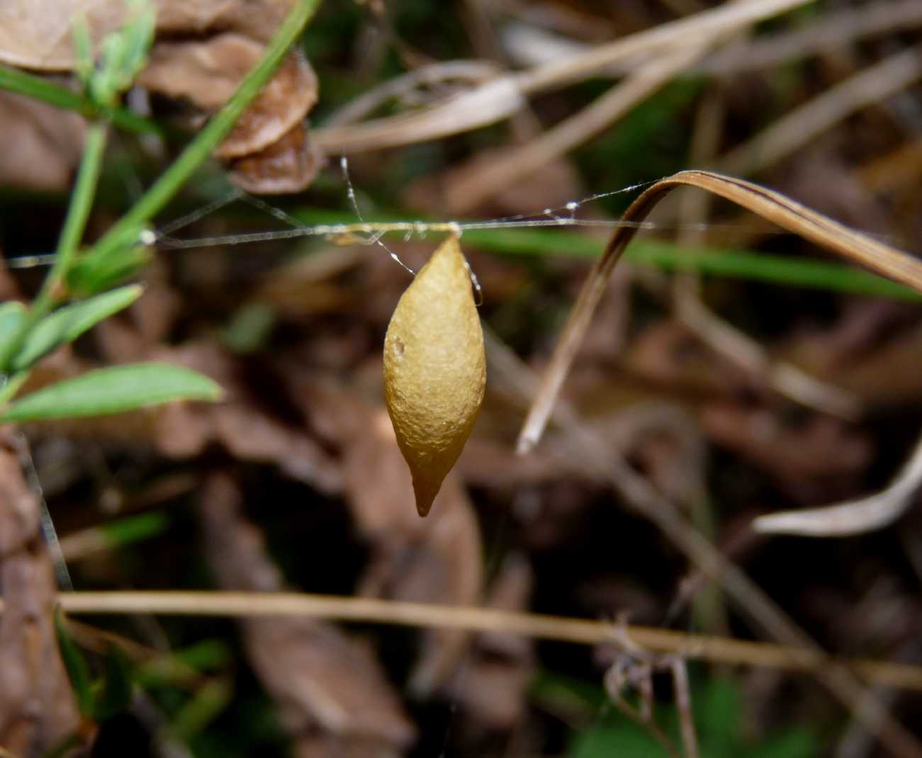 Ovisacchi di Cyrtarachne ixoides - Santa Teresa Gallura (OT)